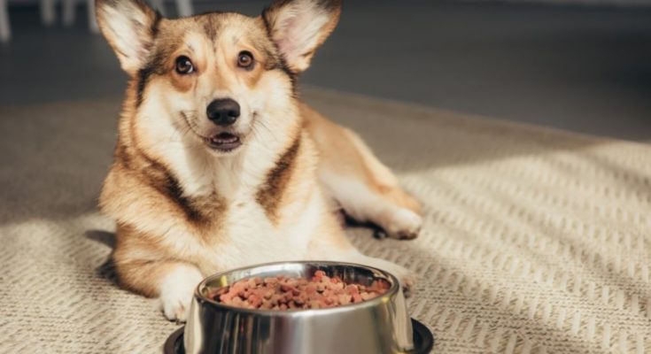 What To Consider Before Switching Dog Foods
