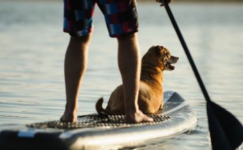Fun Water Activities for You and Your Dog To Do Together