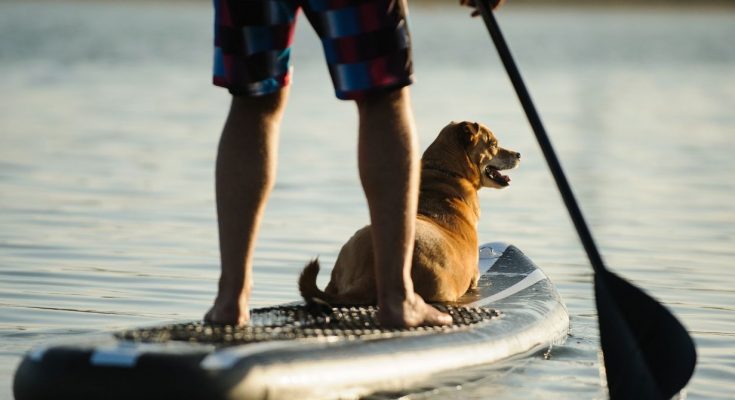 Fun Water Activities for You and Your Dog To Do Together