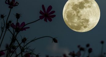 Everything You Need To Start a Moon Garden