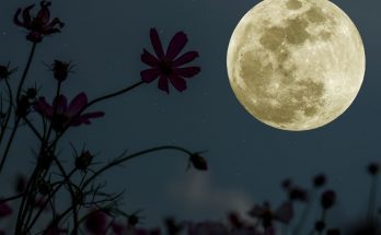 Everything You Need To Start a Moon Garden