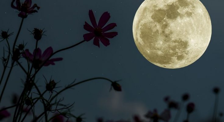 Everything You Need To Start a Moon Garden