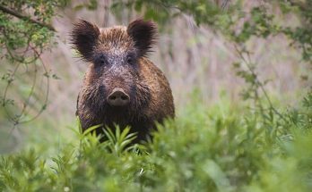 Tricks for Hunting and Trapping Wild Hogs