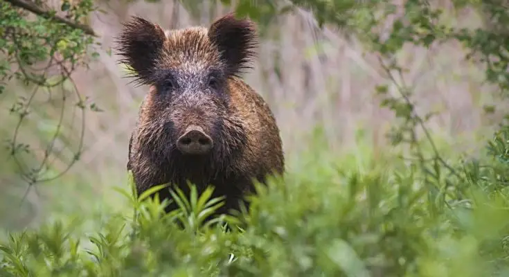 Tricks for Hunting and Trapping Wild Hogs