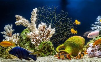 What You Should Know Before Getting a Saltwater Aquarium