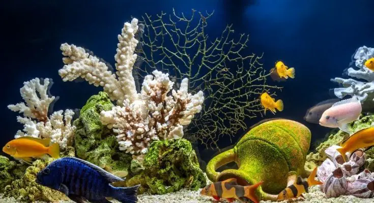 What You Should Know Before Getting a Saltwater Aquarium