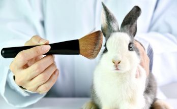 The Most Common Applications of Animal Testing