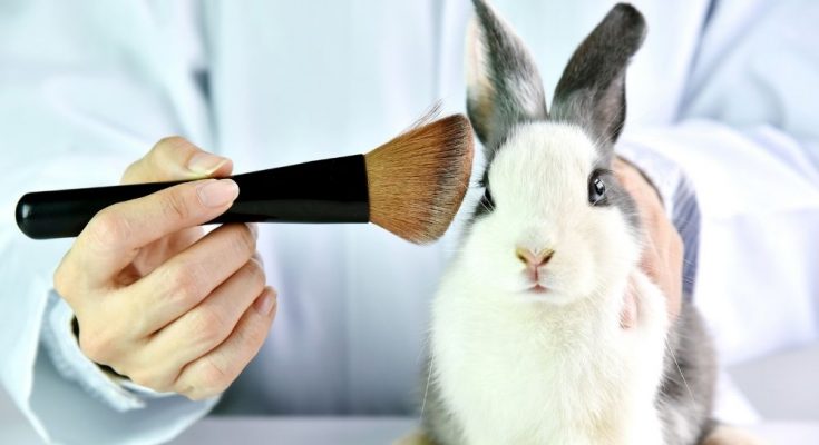The Most Common Applications of Animal Testing
