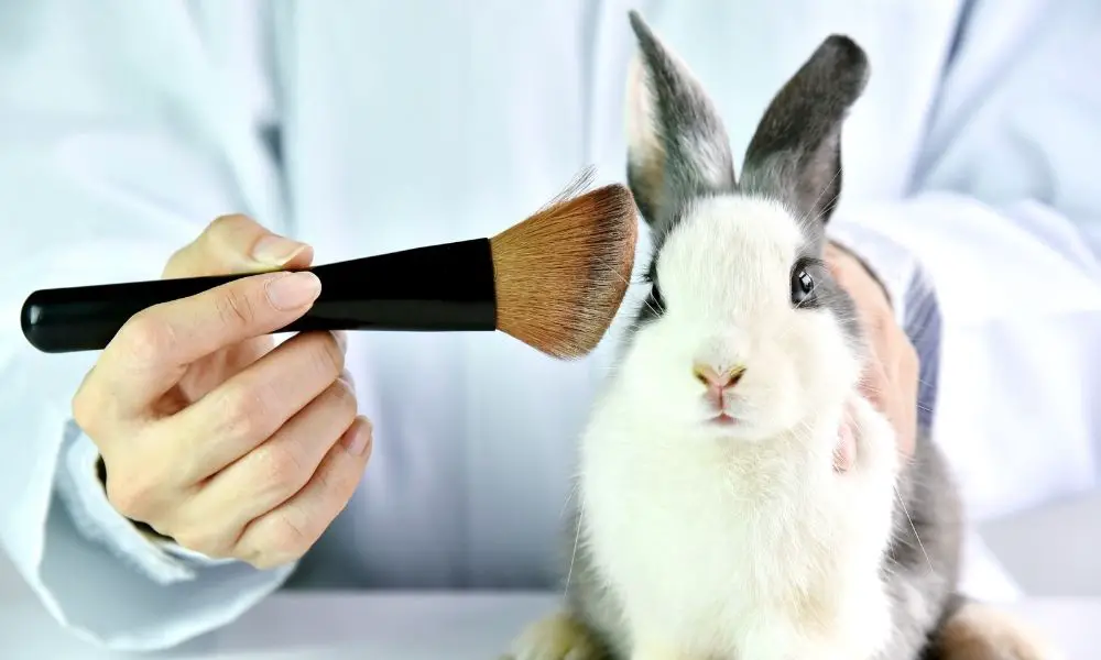 The Most Common Applications of Animal Testing