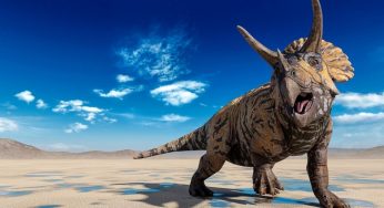 For Dino-Lovers: Interesting Facts About Triceratops