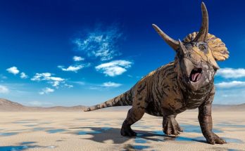 For Dino-Lovers: Interesting Facts About Triceratops