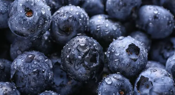 Reasons Why You Should Eat Blueberries Every Day