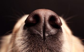 Dog Psychology: 6 Interesting Facts That Will Blow Your Mind