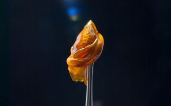 The Difference Between Cannabis Extracts and Concentrates