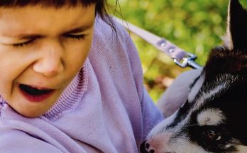 What To Do if Your Child Is Bit at a Dog Park