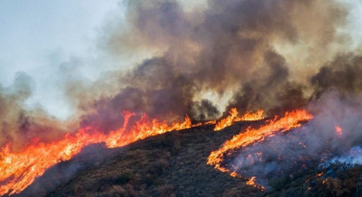 Igniting the Flame: Interesting Ways Wildfires Start