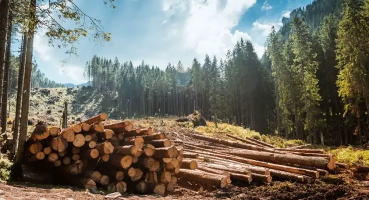 The Top 4 Essentials for Starting a Logging Business