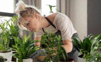 Tips for Starting an Indoor Botanical Garden
