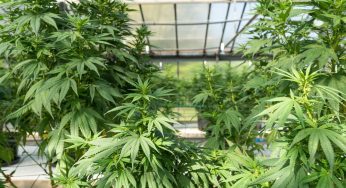 5 Interesting Hemp Facts You May Not Know