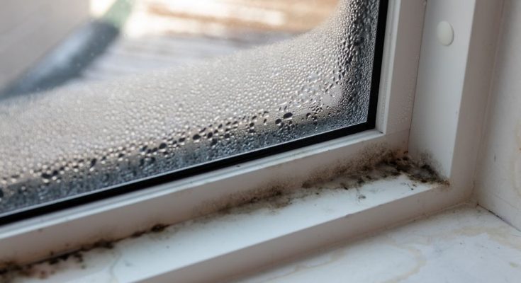 Where To Check for Mold in Your Home During the Summer