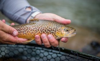 Best Practices for How To Release Fish You Catch