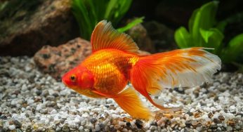 The Top Reasons Why Goldfish Make Such Great Pets