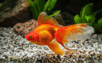 The Top Reasons Why Goldfish Make Such Great Pets