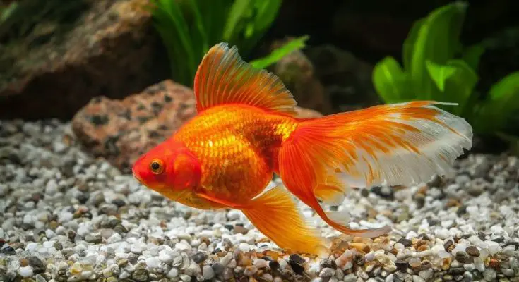 The Top Reasons Why Goldfish Make Such Great Pets