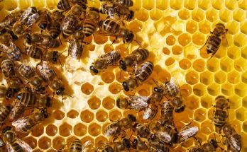 Melipona Bees vs. Honeybees: Everything You Need To Know