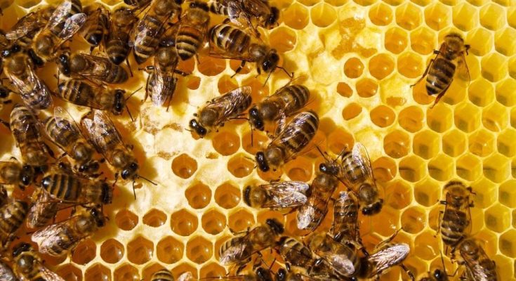 Melipona Bees vs. Honeybees: Everything You Need To Know