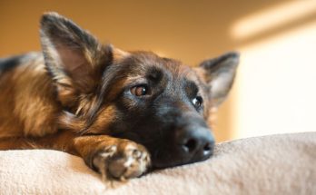 3 Signs of Depression in Dogs and How To Treat It