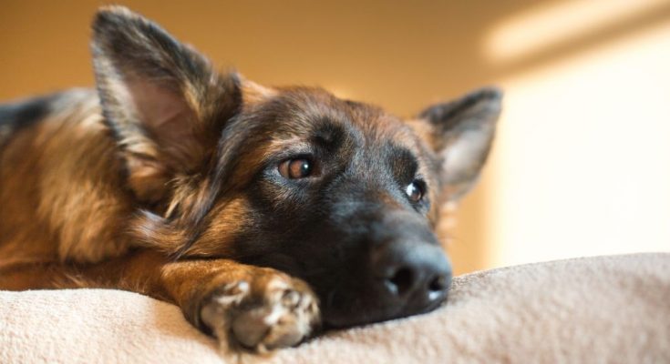 3 Signs of Depression in Dogs and How To Treat It