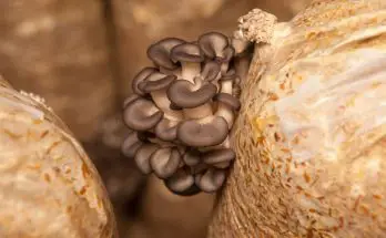 Fun Mushroom Facts You Probably Didn’t Know