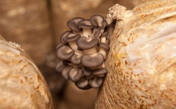 Fun Mushroom Facts You Probably Didn’t Know