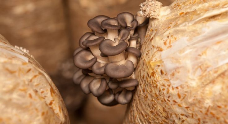 Fun Mushroom Facts You Probably Didn’t Know
