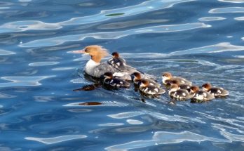 difference between replication and reproduction