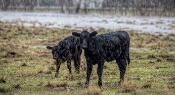How To Protect Your Farm From Severe Weather