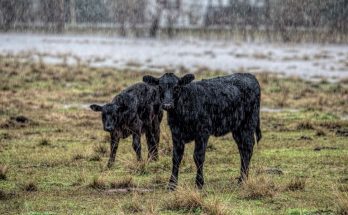 How To Protect Your Farm From Severe Weather