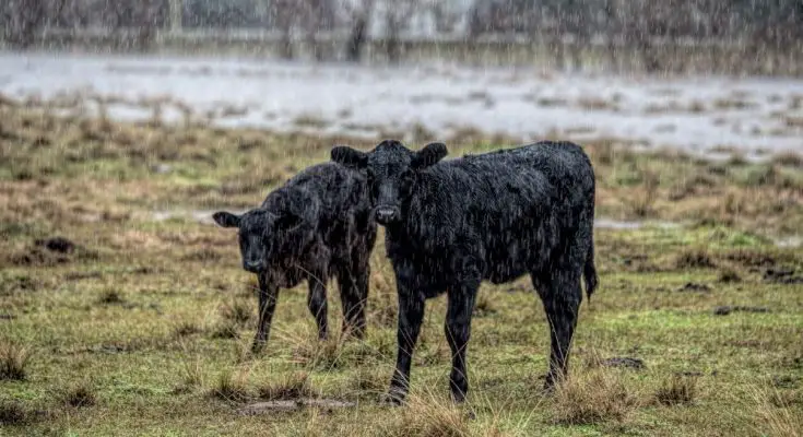 How To Protect Your Farm From Severe Weather