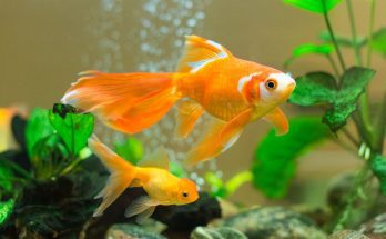 The Benefits of Using Wave Makers in Your Aquarium