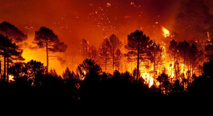 The Causes of Forest Fires and How To Prevent Them