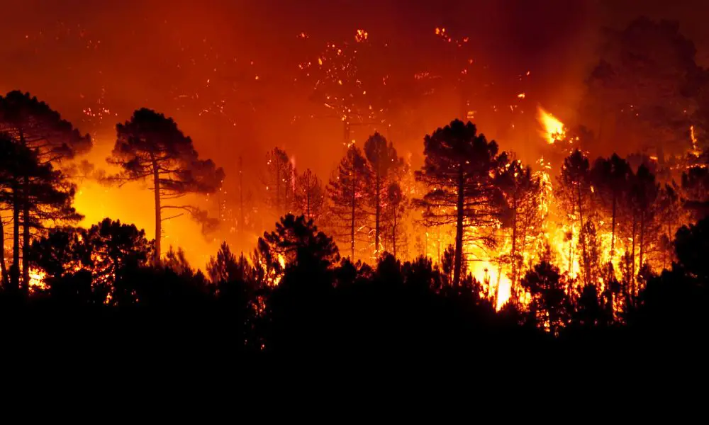 The Causes of Forest Fires and How To Prevent Them