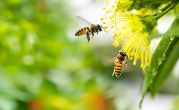 Bee Pollination: What Is It and How Does It Work?