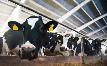 4 Dairy Cow Facts You Probably Don't Know