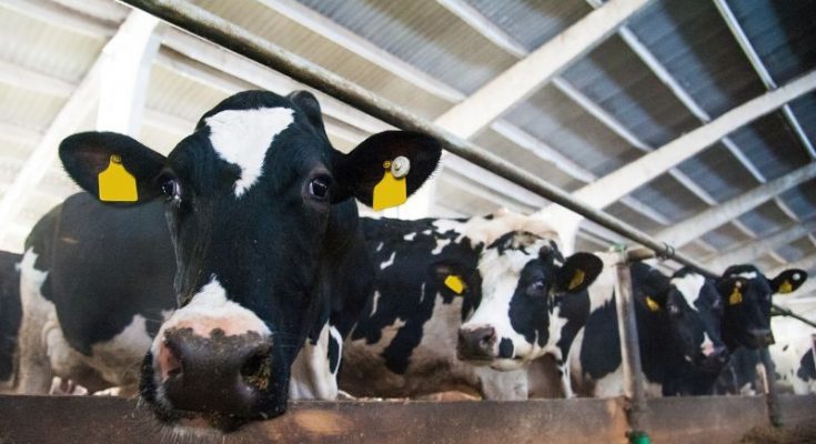 4 Dairy Cow Facts You Probably Don't Know