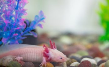 facts about axolotls