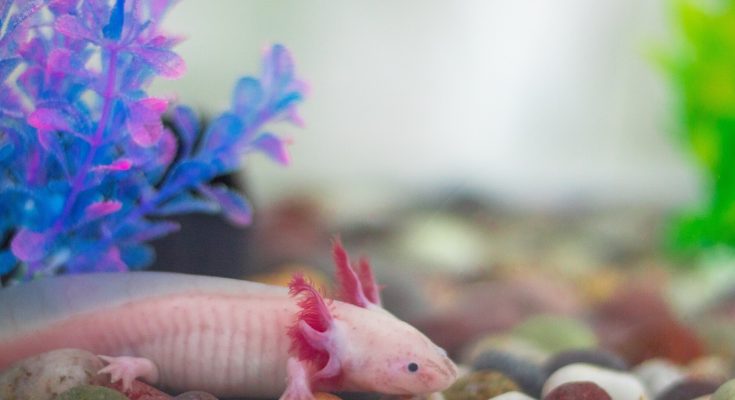 facts about axolotls