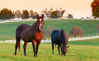 Important Considerations for Raising Horses