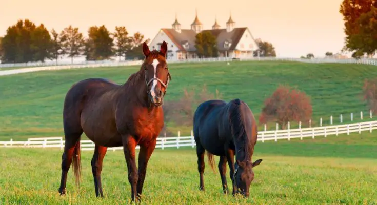 Important Considerations for Raising Horses