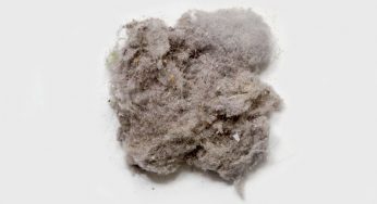 4 Gross but Fun Facts About Dust Mites You Should Know